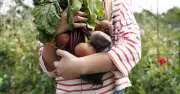 UK Gardeners Warned: Avoid Stony Ground When Planting Beetroot
