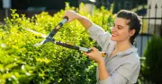UK Gardeners Warned: Trimming Hedges in July May Break the Law