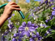 UK Heatwave: Urgent Plant Care Advice Ahead of 41C Temperatures