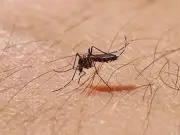 UK Mosquito Swarm Alert: Expert Warns of Bites and Disease Risk