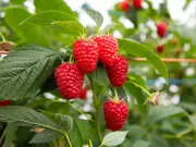 UK Raspberries 50% Sweeter in 2026: Brix Scale Hits 11-12