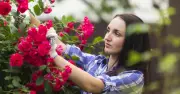 UK Rose Owners Urged to Feed and Deadhead Before Wednesday for More Blooms