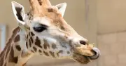 UK Zoo Shuts Over Animal Welfare as Heatwave Breaks June Records