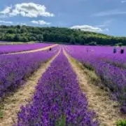 UK's Largest Lavender Farm Reopens for Summer Visitors in Kent
