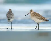 UK's Migrant Waders Face Climate Crisis Challenges in Changing Arctic