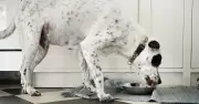 Urgent Dog Food Recall Over Brain Damage Fears - Life-Threatening Risk