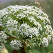 Urgent warning over UK's most dangerous plant due to weather