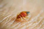 US Pest Agency Battles Persistent Bed Bug Infestation at Maryland Facility