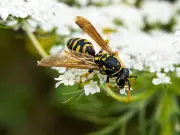 Use a Simple 10p Item to Deter Wasps from Nesting This Summer