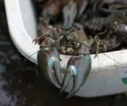Use Crayfish to Deter Swimmers at Hampstead Heath Ponds