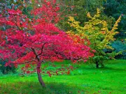 Use Mulch, Not Fertiliser, to Protect Japanese Maples in Summer Heat