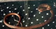Venomous Snake Escapes on TUI Flight to UK, Sparks Panic