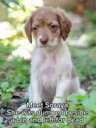 'Very rare' puppy thrown in bin and left for dead seeks UK home