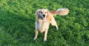 Vet Explains What Dog Tail Wagging Really Means — It's Not Always Happiness
