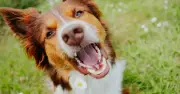 Vet Explains Why Dogs Eat Grass: Not Because They Feel Sick