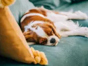 Vet Explains Why Dogs Sleep So Much – It's Not Laziness