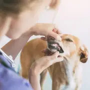 Vet Explains Why Your Dog's Breath Smells Bad and When to Worry