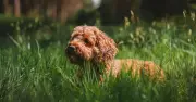 Vet Hospital Warns Dog Owners About Adder Bites in Forest Walks This June