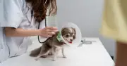 Vet Names 3 Dog Breeds Most Likely to Bite: Chihuahua, Chow Chow, Cocker Spaniel