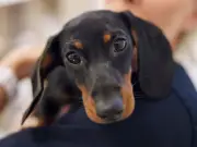 Vet Reveals 5 Dog Breeds He Adores but Would Never Own Due to Health Issues