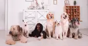 Vet reveals 5 dog breeds he'd never own, including popular Frenchie