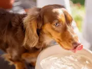 Vet Reveals Five Dog Breeds He Loves But Would Never Own Due to Health Issues