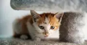 Vet Warns Cat Owners of Condition That Can Kill in Under 48 Hours