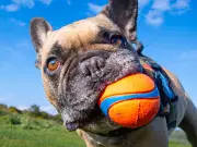 Vet Warns Dog Owners of Two Breeds at Risk in Heatwave