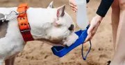 Vet Warns Dog Owners: Swap Collars for Harnesses During UK Heatwave