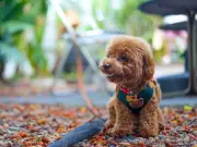 Vet Warns Dog Owners: Swap Collars for Harnesses in UK Heatwave