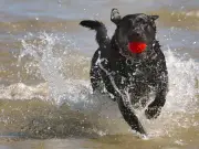 Vet Warns Dogs Could Die from Water Poisoning on Summer Walks