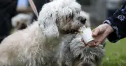 Vet Warns: Never Take Your Dog to the Pub During Football Matches