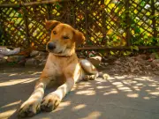 Vet's Dog Food Method to Keep Pets Cool in 38C UK Heatwave