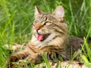 Vets Issue 40C Heatwave Warning: 7 Tips to Keep Pets Safe