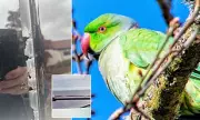 Vicious Parakeet Terrorises Inverness Neighbourhood, Damages Cars