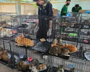 Vietnam Police Rescue Hundreds of Cats from Meat Crime Ring