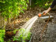 Water Plants at Two Key Times for Summer Heat Survival