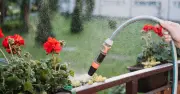 Water Plants in Morning to Prevent Drying Out, Expert Advises