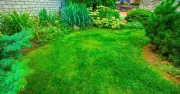 Water Your Lawn Before 9am in June for a Green, Mould-Free Garden
