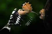 Week in Wildlife: Hoopoe, Croc, Otter Pup and More Stunning Photos