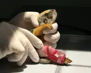 Week in Wildlife: Squirrel Splint, Great White Shark, and More