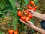 Weekly Tomato Feeding Trick for Juicier, Bigger Fruits in Summer