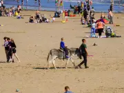 Welsh Beach Bans Donkey Rides After 100 Years: Full Explanation