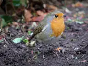 Welsh Households Urged to Set Up Bird Baths by Friday to Help Birds Beat Heatwave