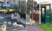 Welsh Town Seeks Shepherd to Control Rogue Sheep