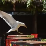 Wetherspoons Ends Seagull Food Theft Refunds at Norwich Pub