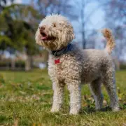 What a Dog's Tail Wagging Really Means: Not Always a Sign of Happiness