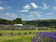 When Does Lavender Bloom in Wales? Best Places to See It