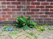 White Vinegar Kills Weeds in Hours, Says Gardening Expert