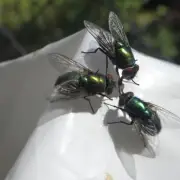 White Vinegar Trick Keeps Flies Away from Wheelie Bins Naturally